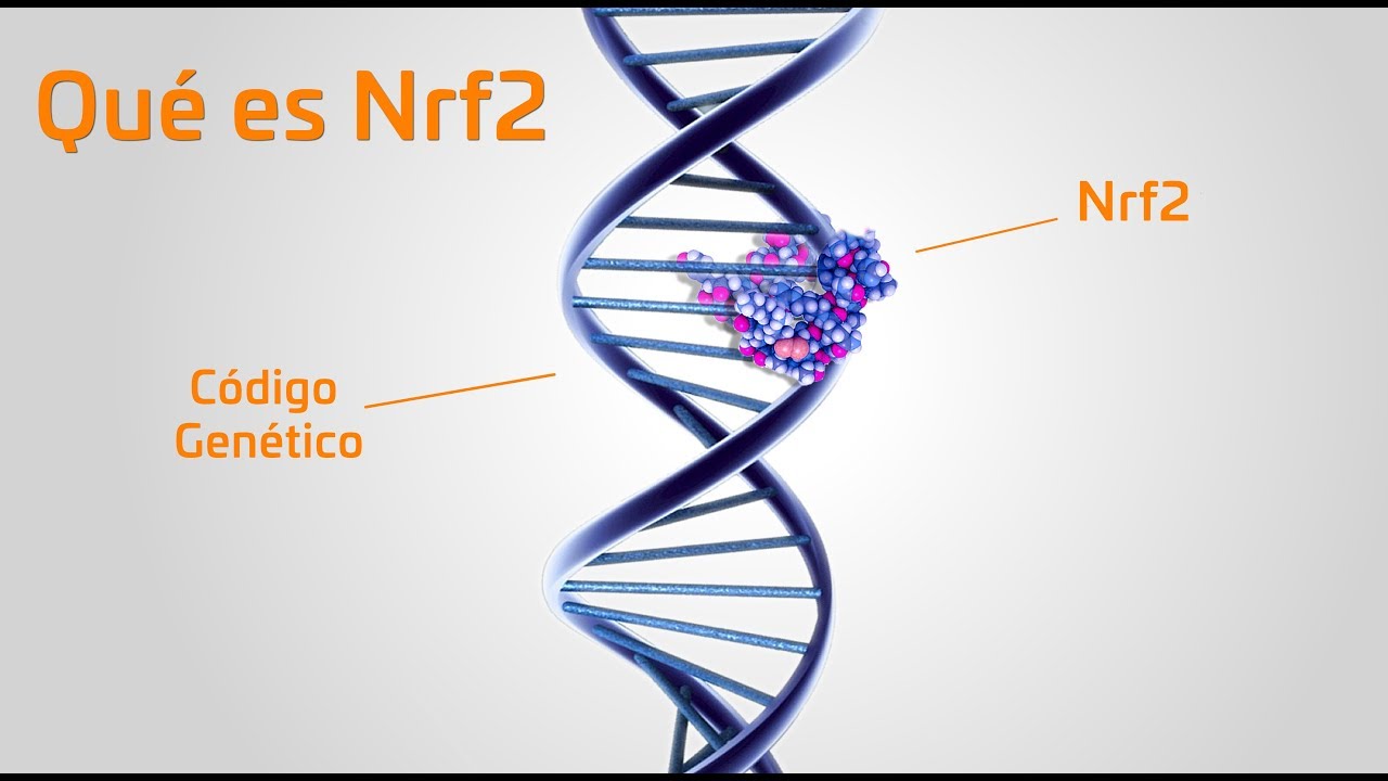 Qu&eacute; es Nrf2