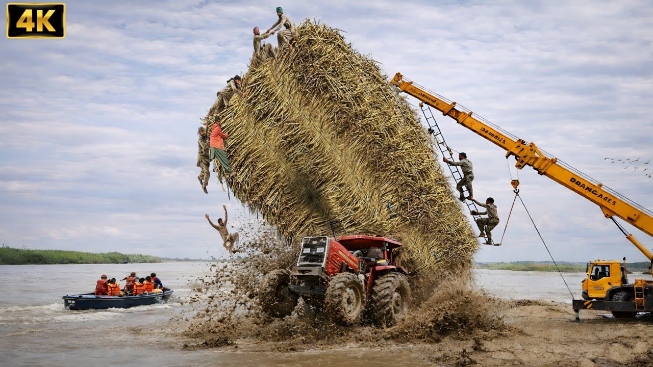massey ferguson 385 tractor unbelievable power stunts | tractor pulling sugarcane trolley    in 4k