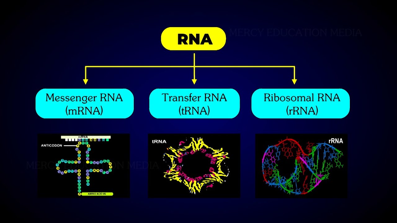 TYPES OF RNA