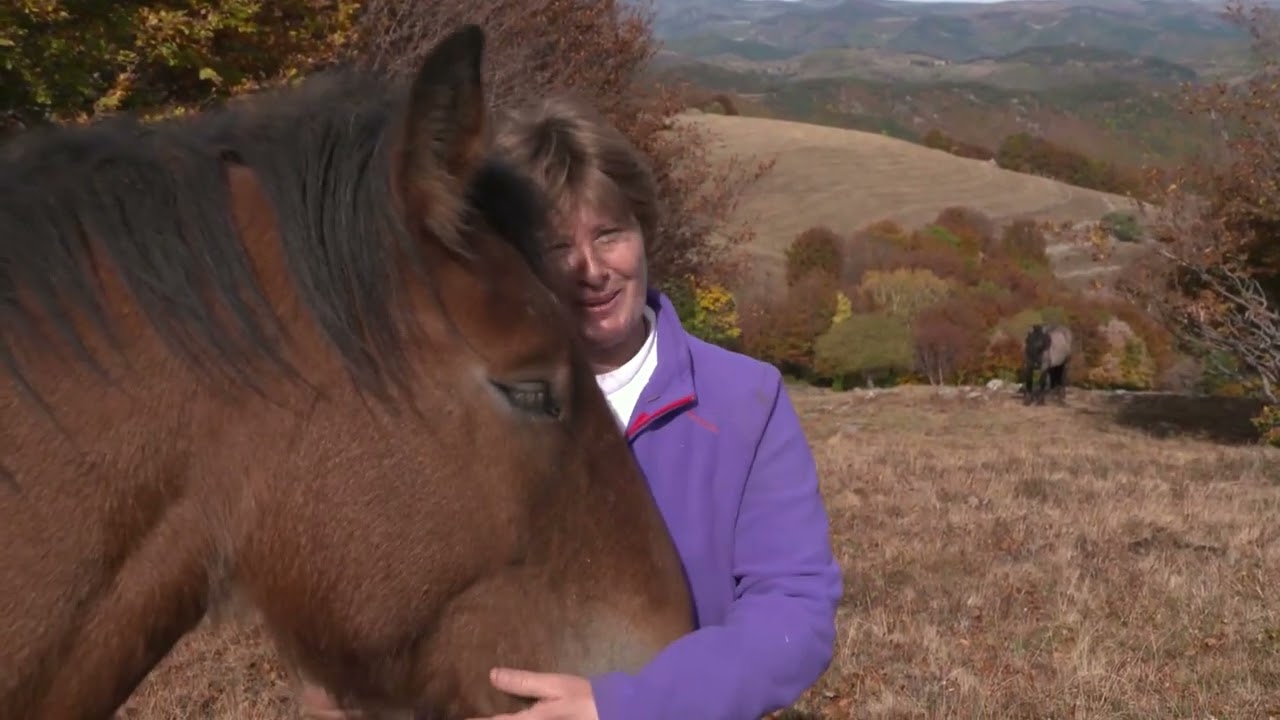 CHEVAL DE TRAIT, UN HERITAGE POUR DEMAIN documentaire en entier (2017)