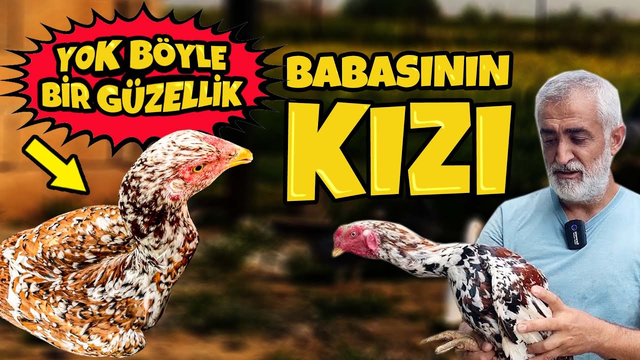 YENİ HİNT HOROZLARIM, MUHTEŞEM BABANIN HARİKA YAVRULARI #hint #horoz #hinthorozu #d&ouml;v&uuml;ş #d&ouml;v&uuml;şhorozu
