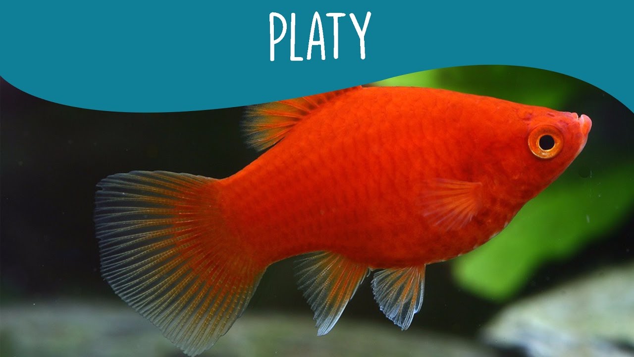 Platy - Minha Fauna