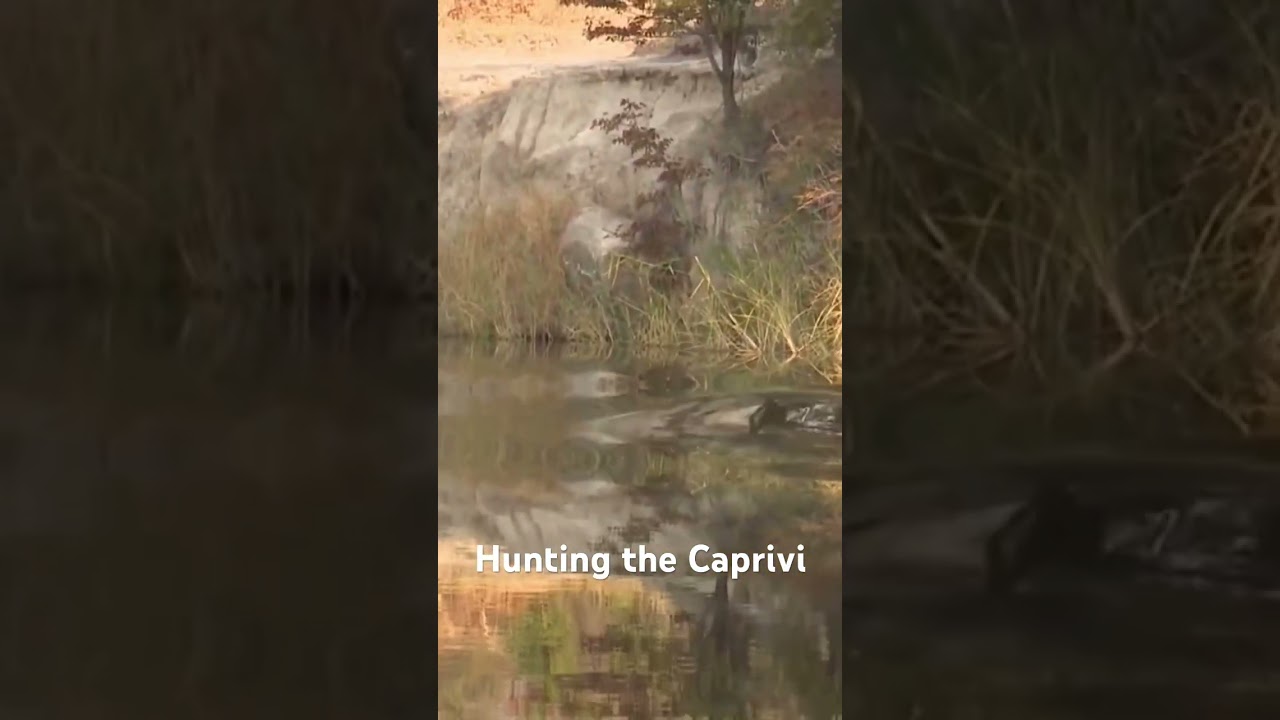 Hunting the Caprivi
