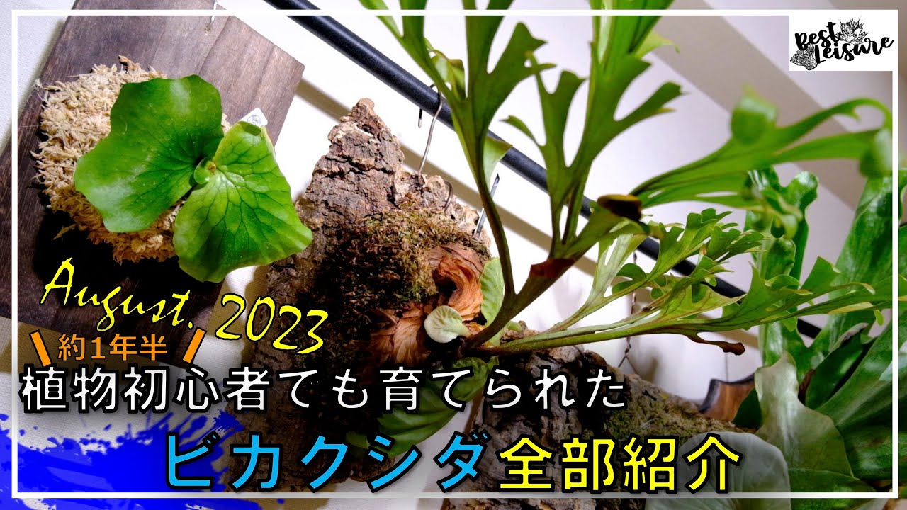 【ビカクシダミニコレクション】植物素人が1年半育てられているおススメのビカクシダ｜リドレイ｜ワンダエ｜コウモリラン