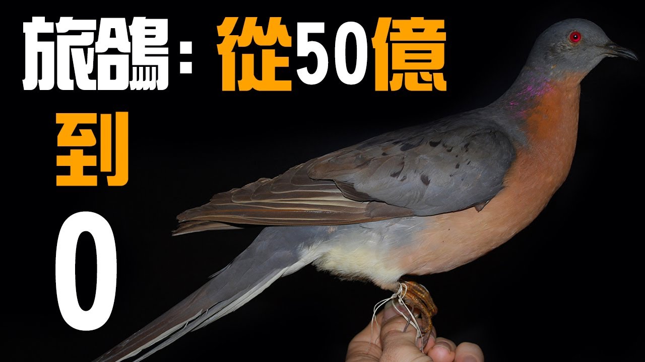 消失的旅鴿：人類如何用100年的時間消滅一個50億的族群丨近代生物丨旅鴿丨滅絕事件