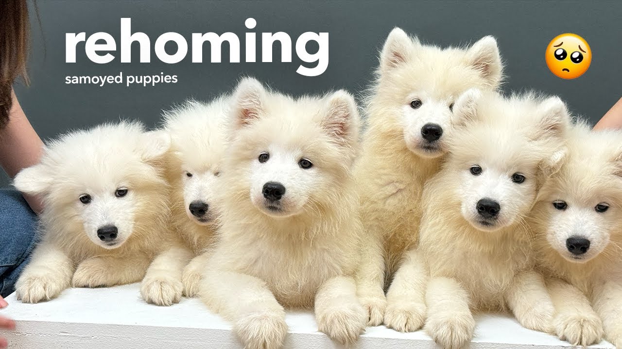 FINAL EPISODE: samoyed puppies' REHOMING day! 🥺