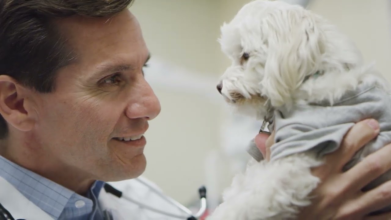 Todd Green, Veterinary Specialist, DVM, MS, DACVIM
