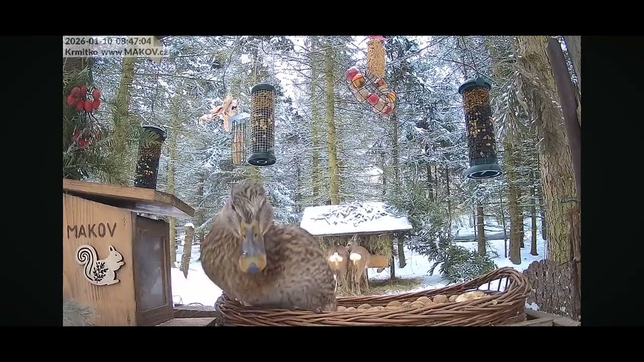 Piękny zimowy krajobraz w Makovie/ Czechy i kaczki dziwaczki 😂 w karmniku dla ptaszków.. 10.01.26 