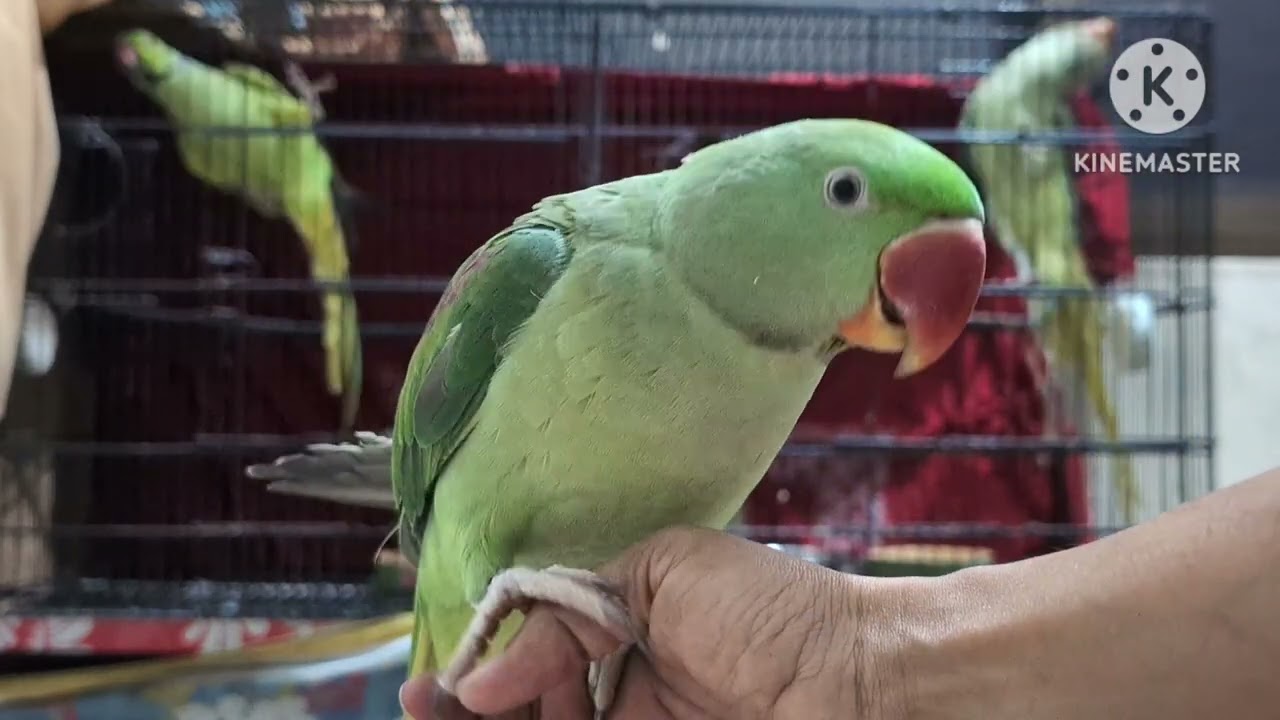 Amazing talking parrot MashAllah 🦜🥰 My parrot 🦜🥰#talkingparot #viralvideo #parrot #maintota