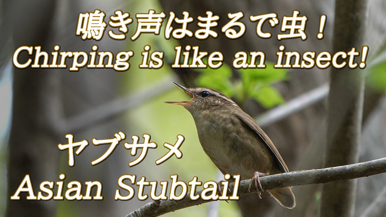 【鳴き声はまるで虫】ヤブサメ 鳴き声 Asian Stubtail 〝Chirping is like an insect〟April 2022