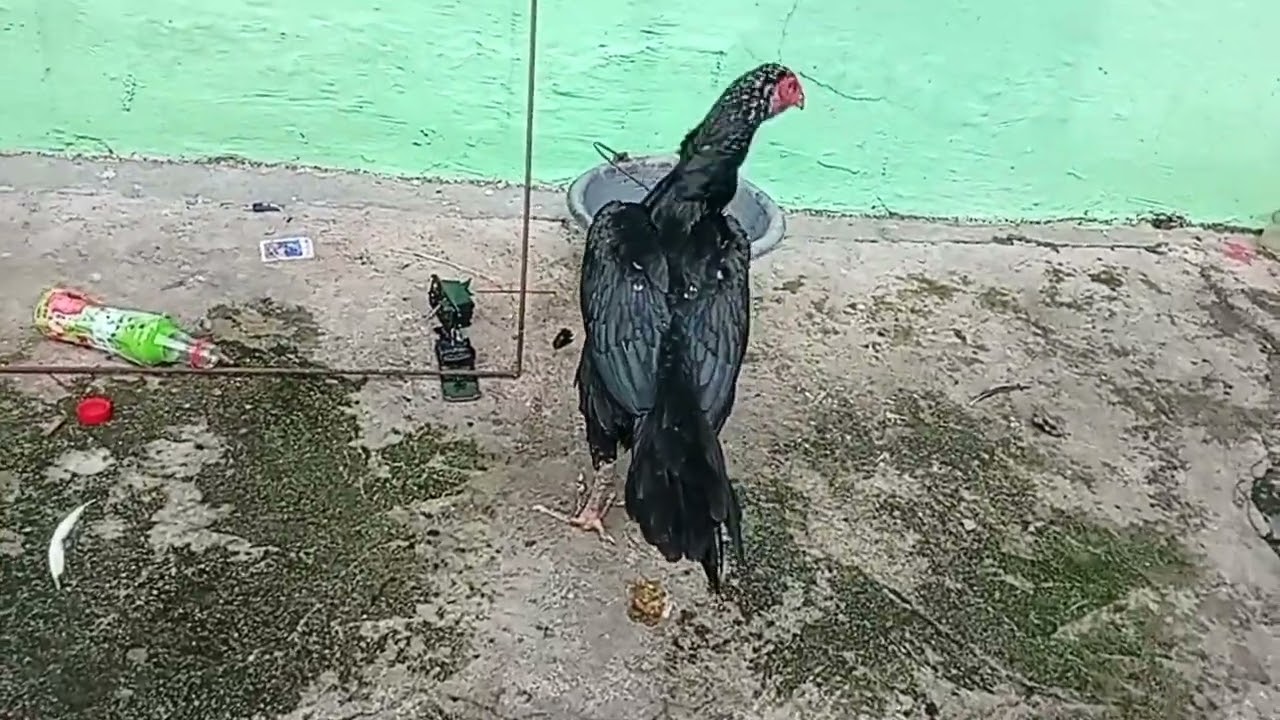 Belajar ternak ayam pakhoy