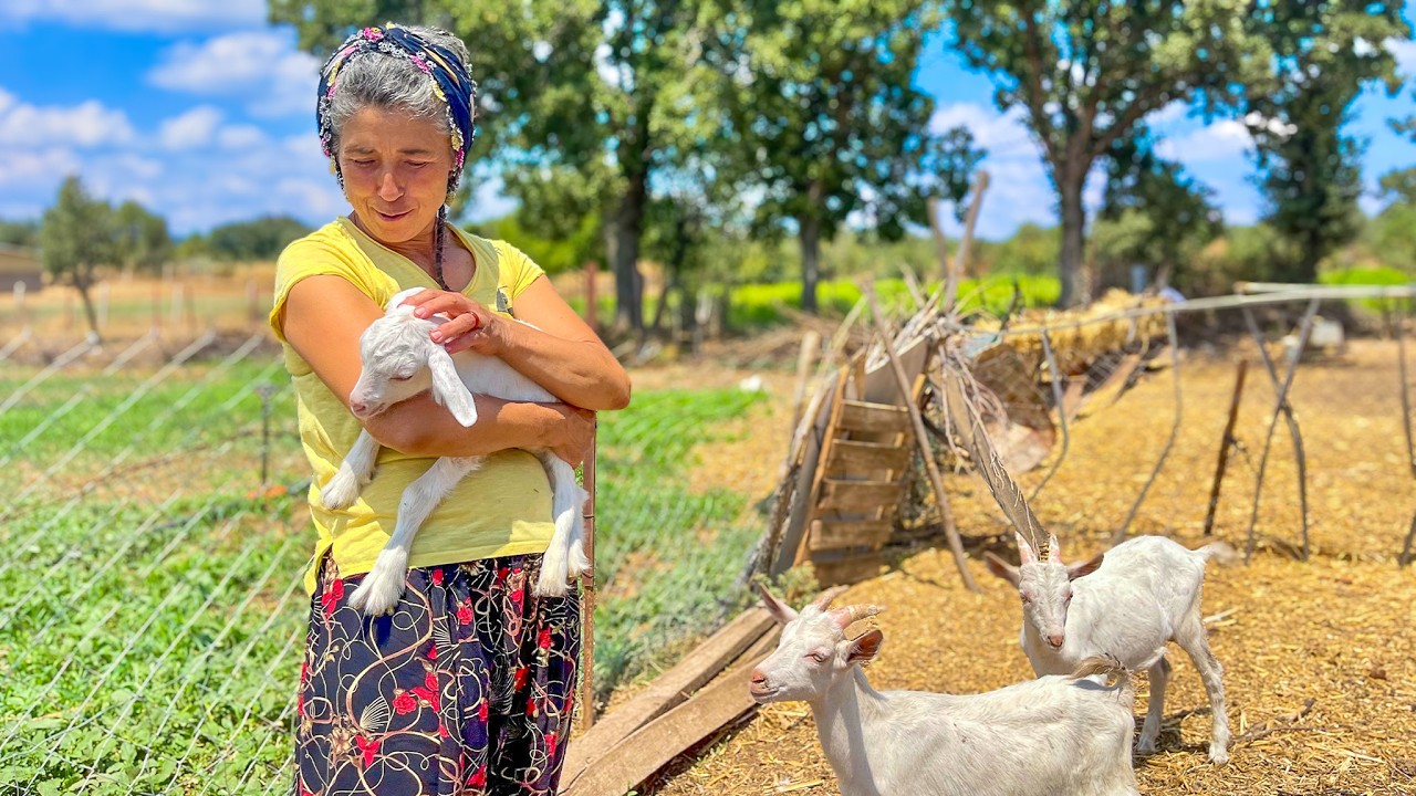 Köyüne döndü ve kısıtlı imkanlarıyla bir çiftlik kurdu! (Bayramiç, Zeytinli Köyü)