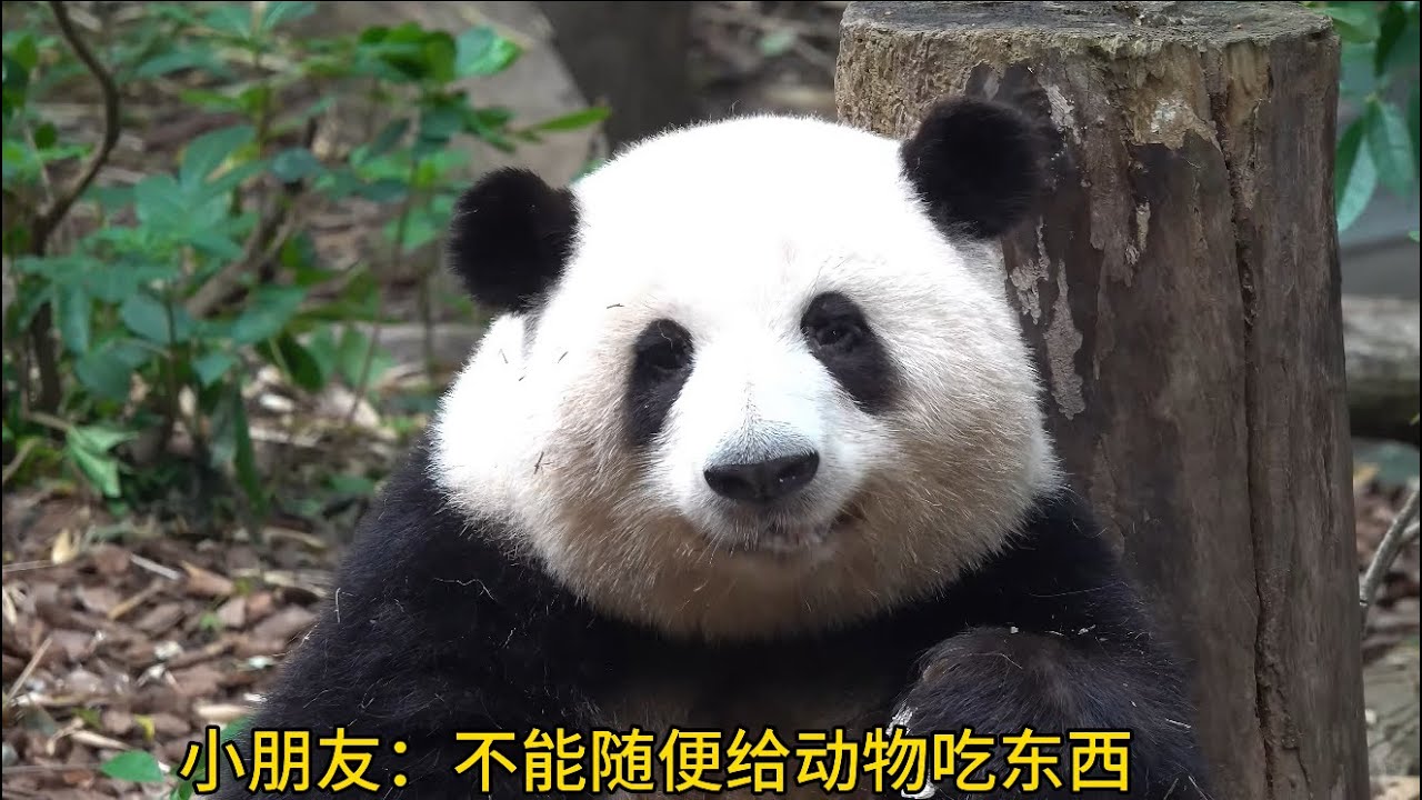 哈哈哈！小朋友真棒👍最小的护花使者😂😂