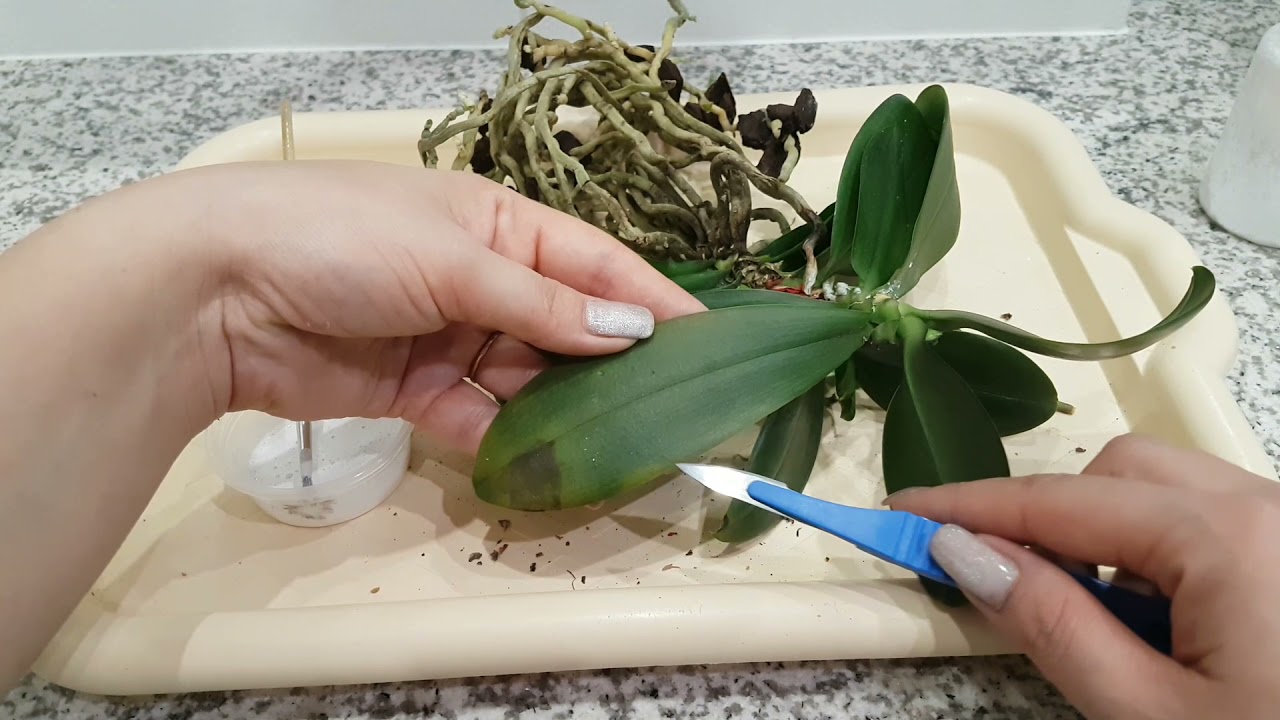 БЕДА приходит откуда её не ждёшь! СОХНУТ корни у орхидеи от основания. Ризоктониоз у орхидеи