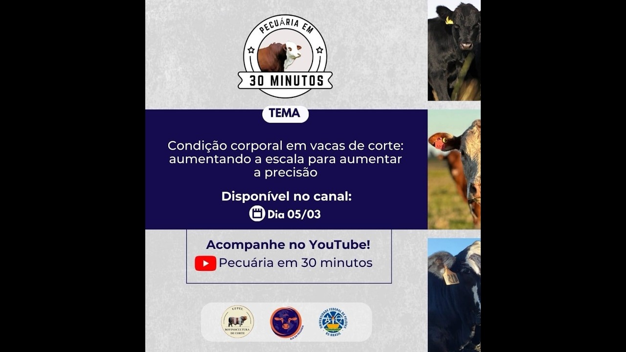 Vídeo 7. Condição corporal em vacas de corte