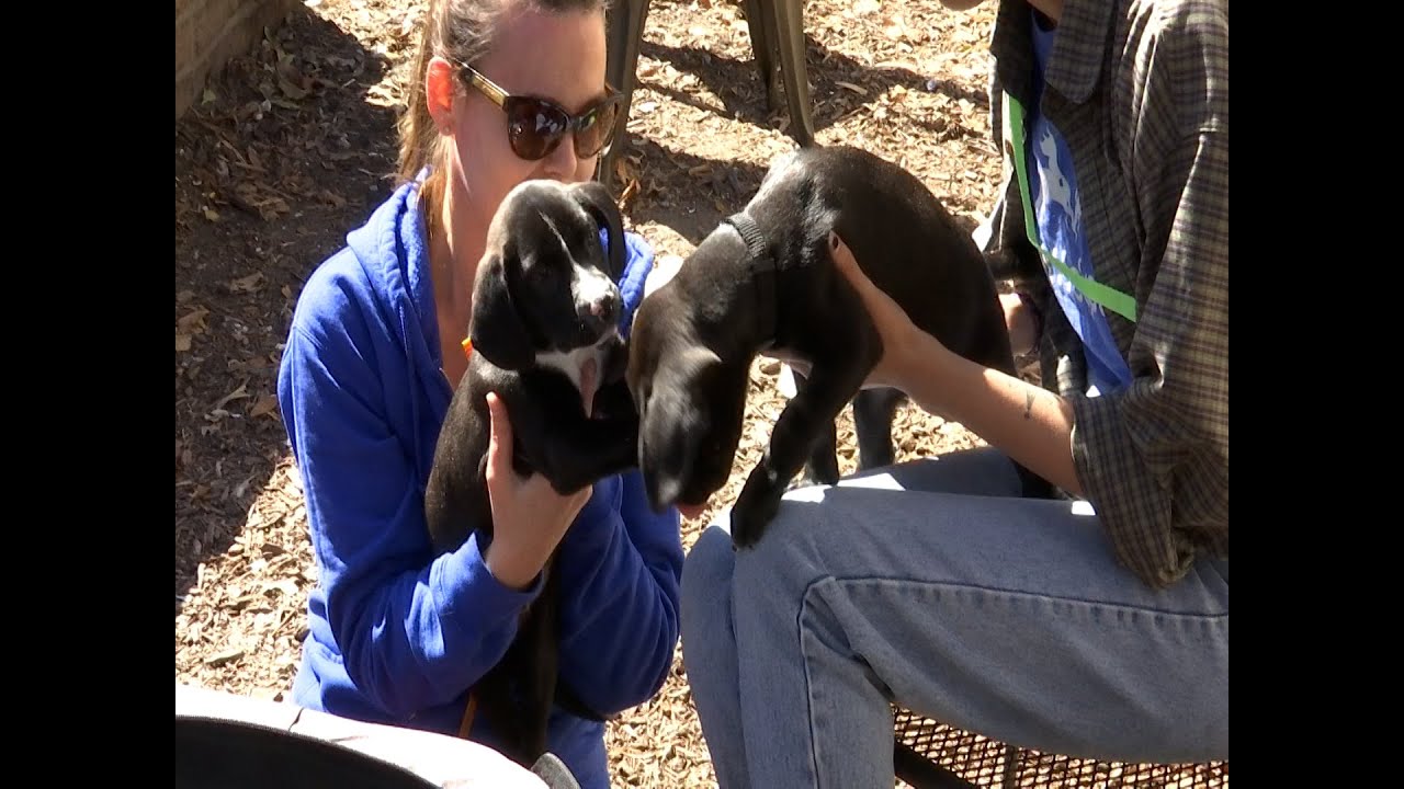 James Island animal shelter, bar host adoption event