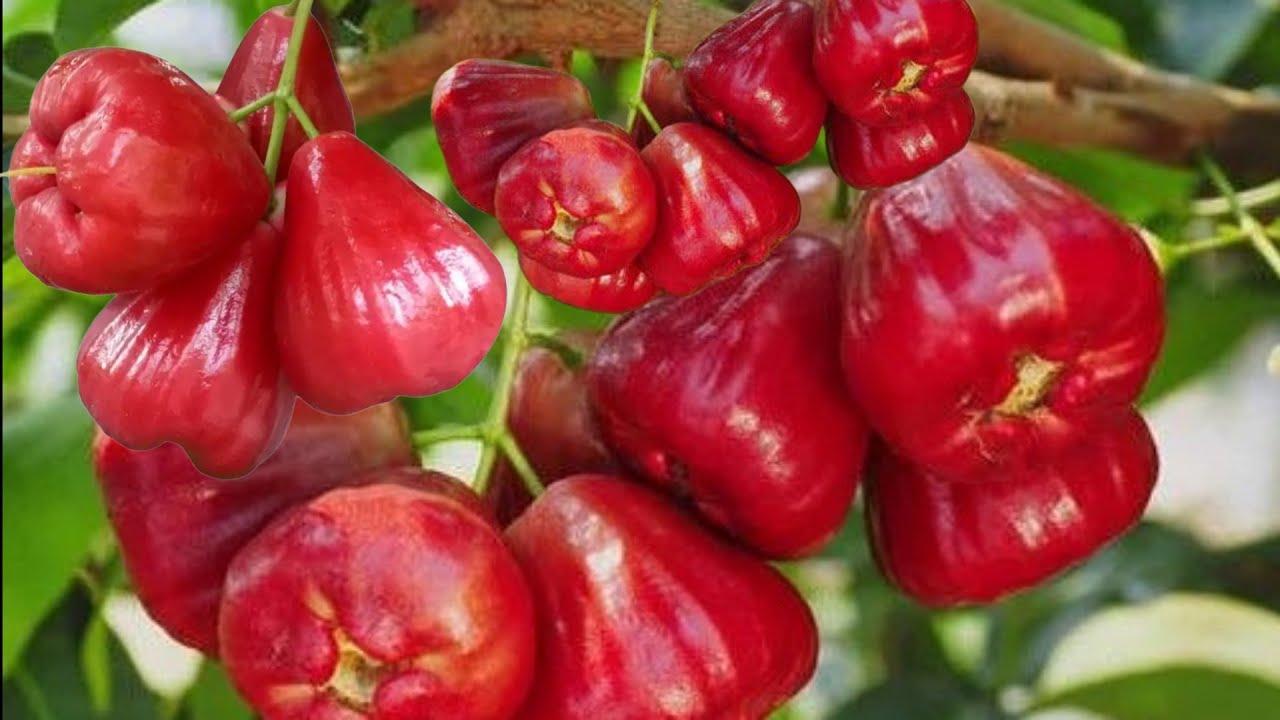 top 2 varieties Red Water Apple