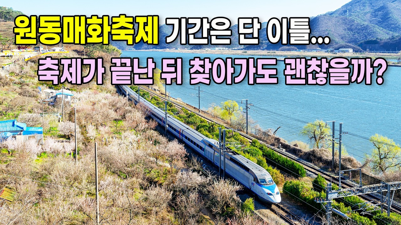 부산 근교에서 가장 유명한 매화명소로 알려진 원동매화마을 순매원의 실시간 개화 모습은? (26.3.10)