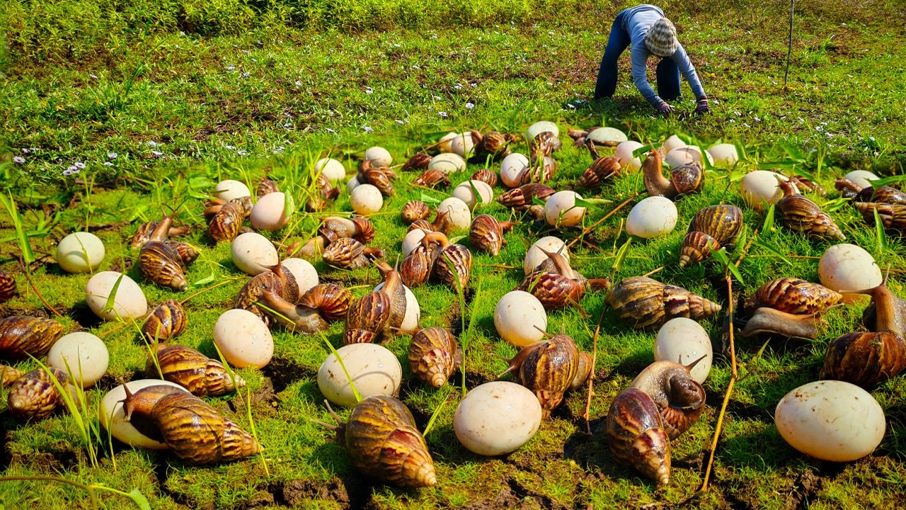 How giant snails protect their eggs in the grasslands by hand skills