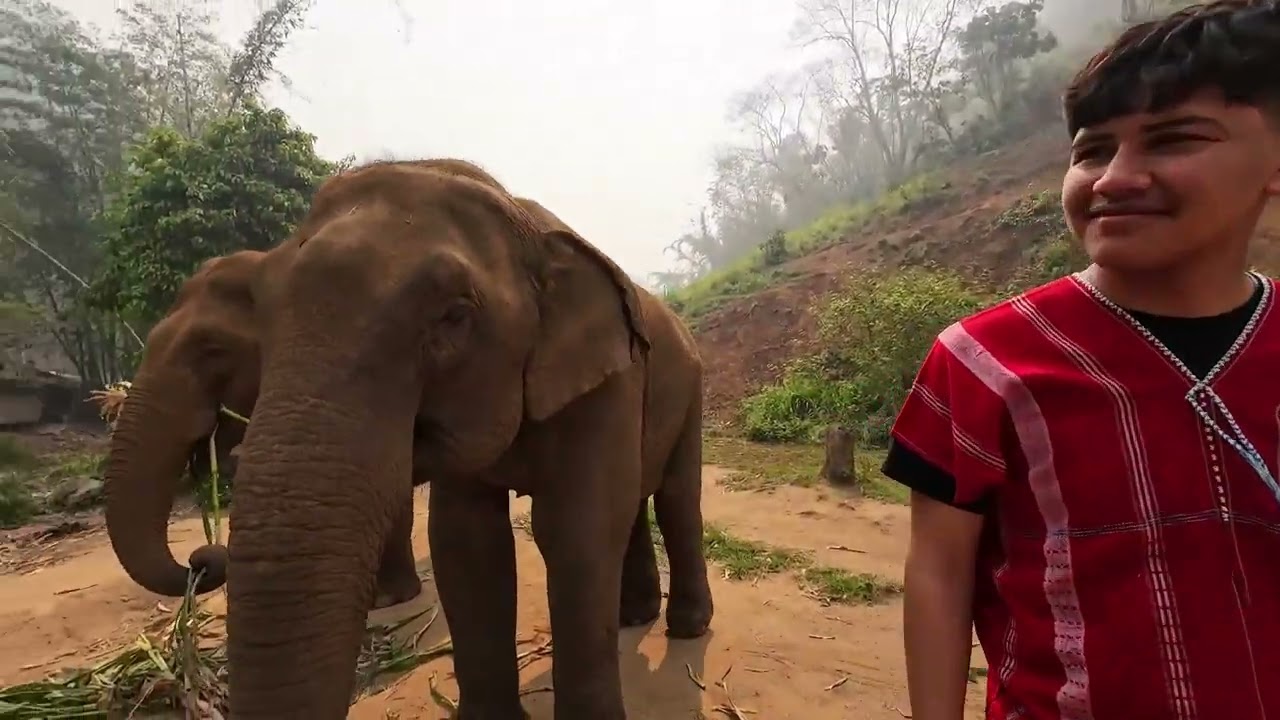 Bamboo Elephant Family Care Sanctuary, Chiang Mai, Thailand