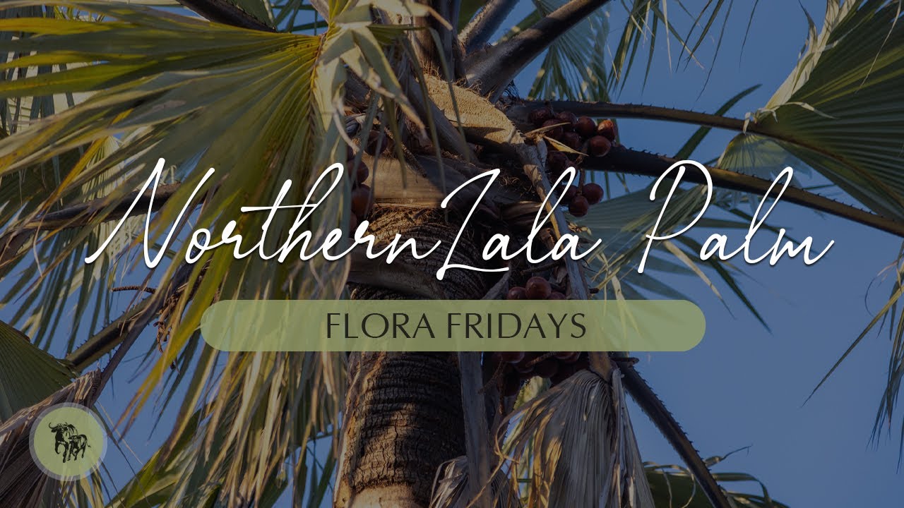 Lovely Northern Lala Palm | Flora Fridays