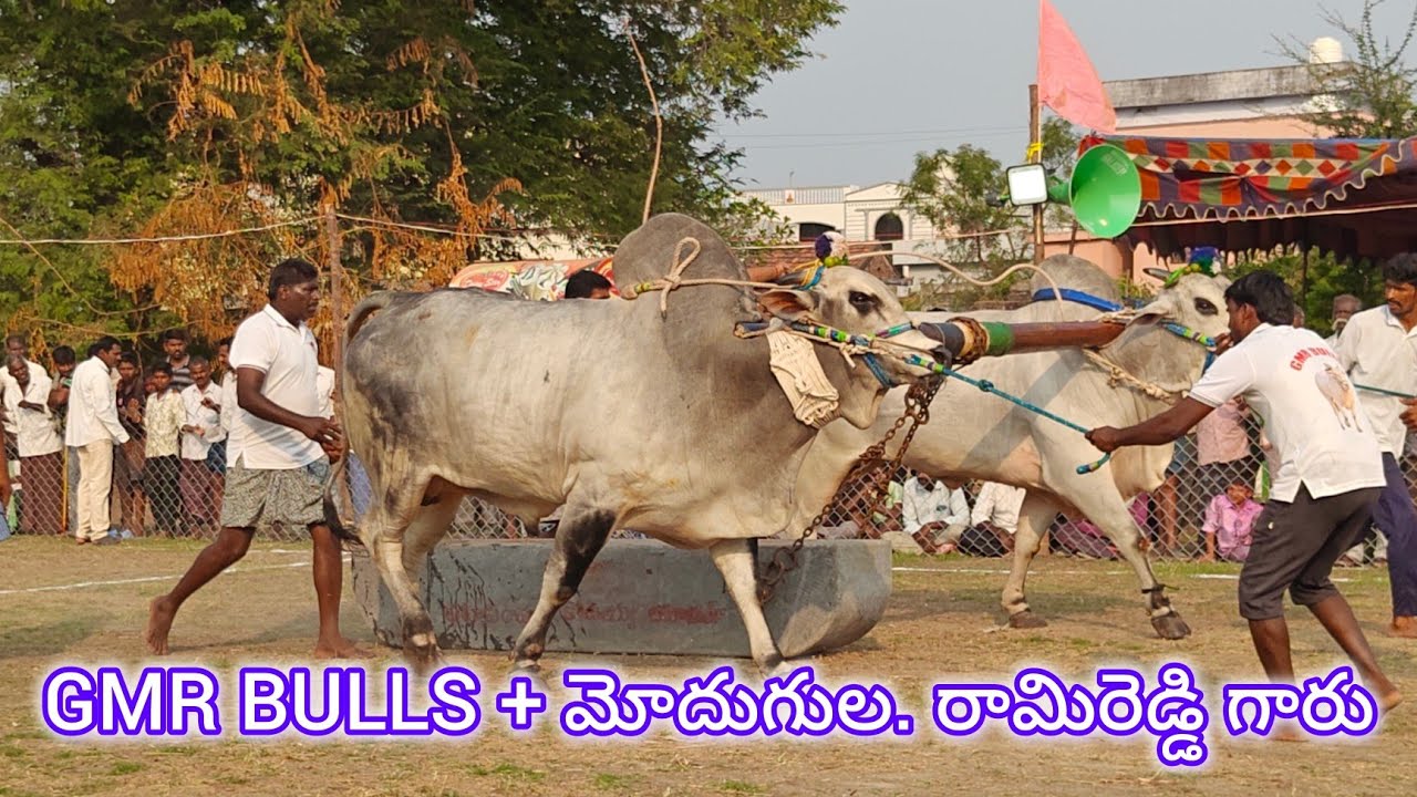 బనిగళ్ళపాడు న్యూ కేటగిరి 1వ GMR BULLS + మోదుగుల. రామిరెడ్డి గారు (భీముడు 💥 సింహ )