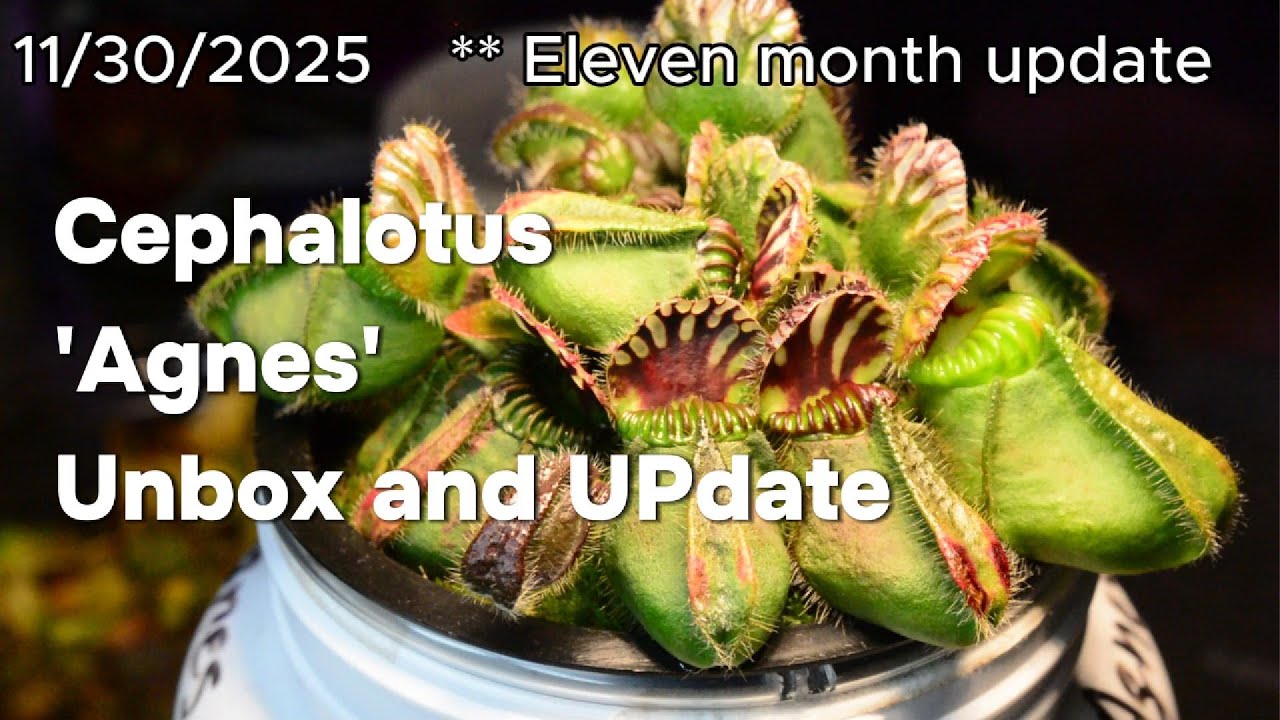 Cephalotus 'Agnes' Unbox and 11 Month Update