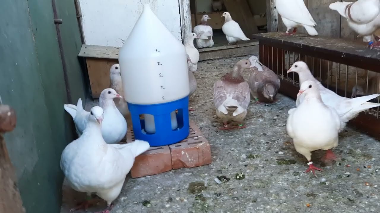 Texán galamb állományom 2022    My Texan pigeon stock 2022