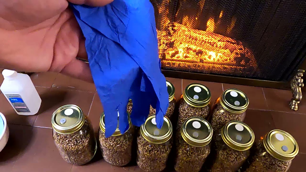 Инокуляция зерна жидкой культурой грибов для получения грибного мицелия