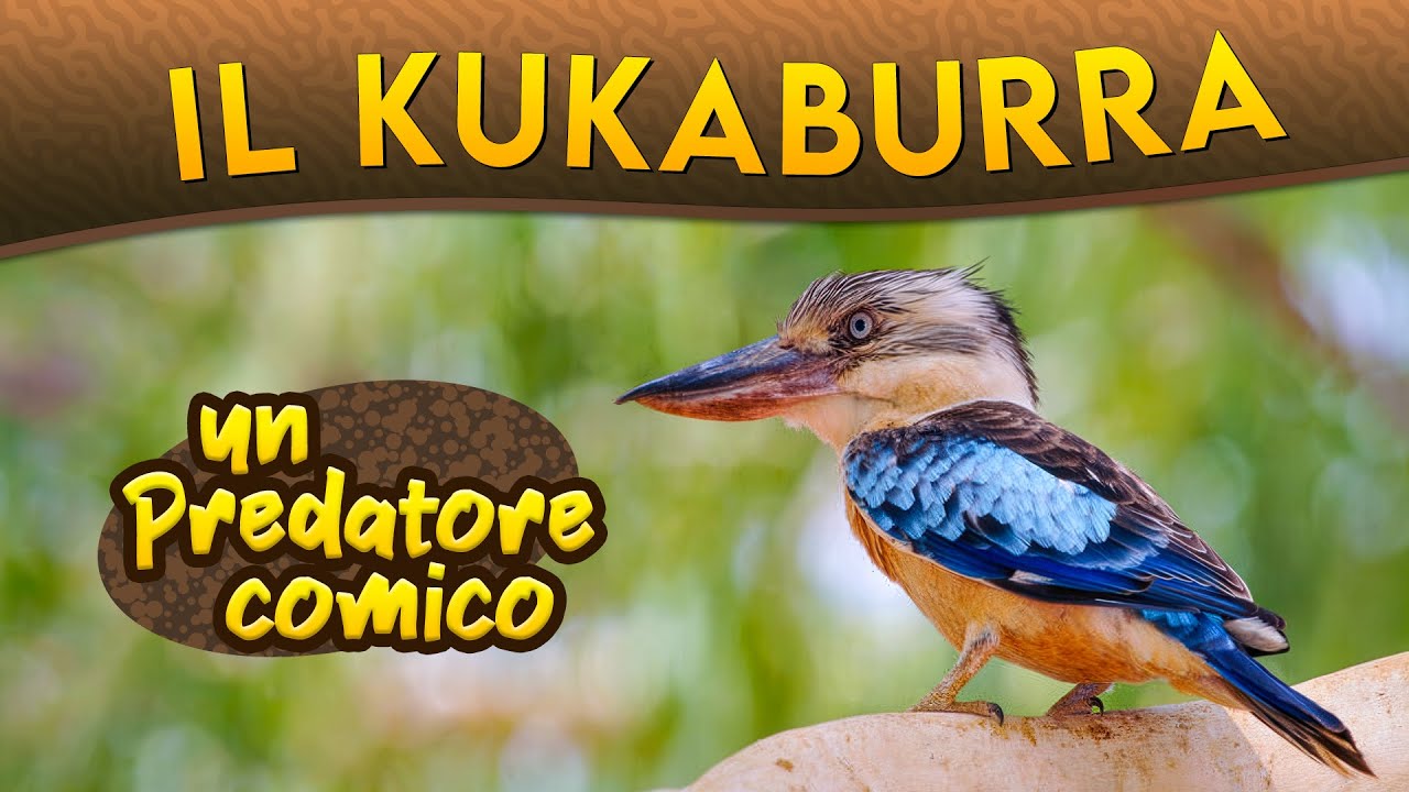 Il Kukaburra: un predatore comico ► Puntata 255