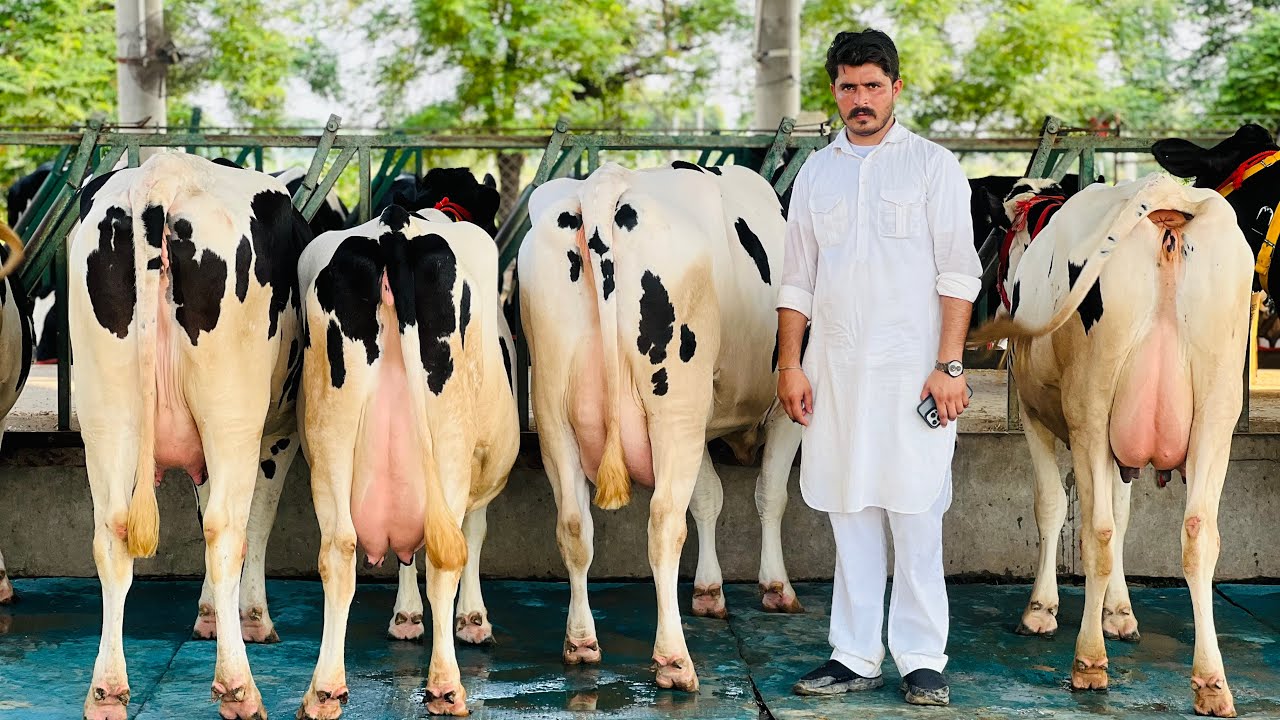 🏆 Modern Farming in Punjab || Special Breed for sale with Generation background || Gurwinder Dairy