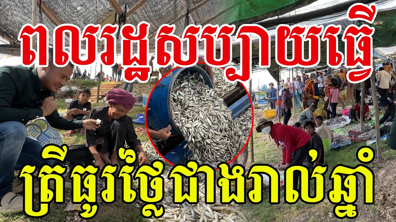 ពលរដ្ឋសប្បាយធ្វើណាស់ ត្រីប្រហុកល្អៗធូរថ្លៃជាងរាល់ឆ្នាំ