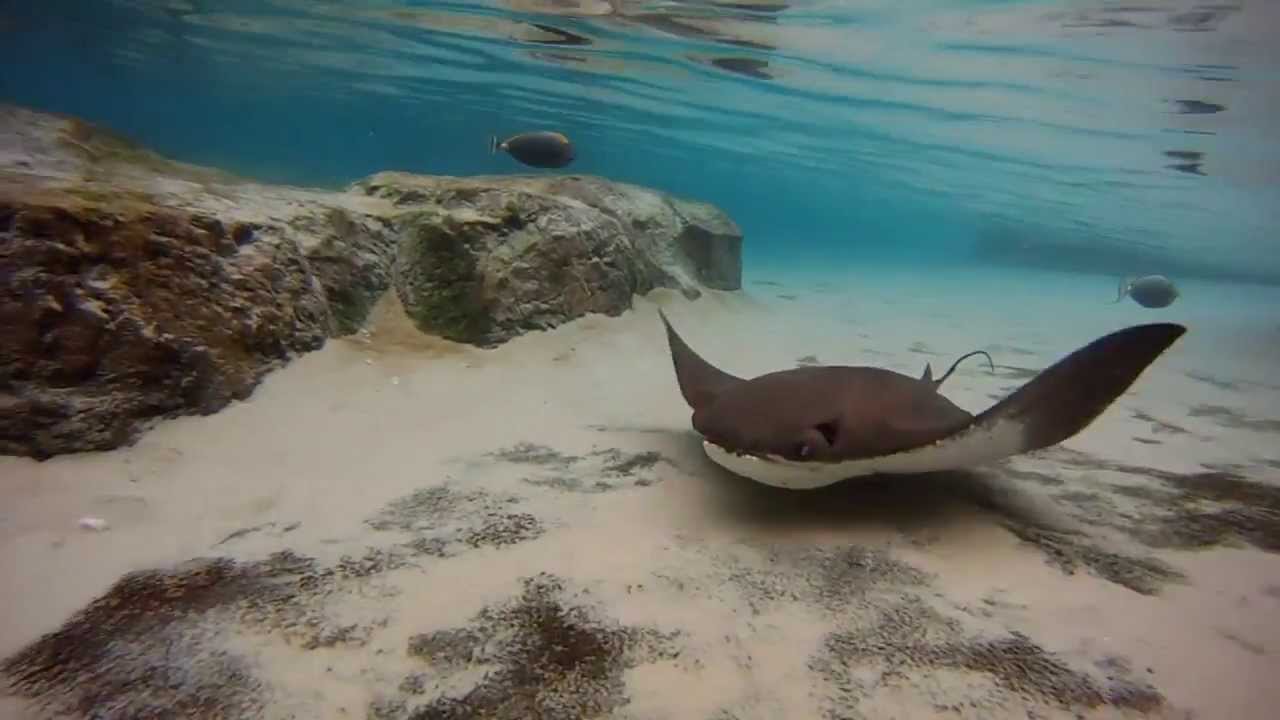 Swimming With Sting Rays At Discovery Cove Orlando Florida!!!