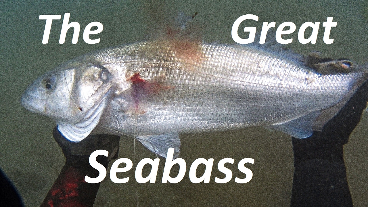 The GREAT SEA BASS rollergun - Ψαροντούφεκο για μεγάλα λαβράκια