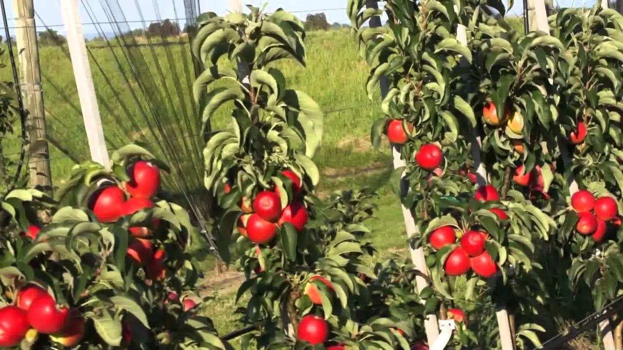 Der Säulenapfel Malini Subito (Säulenbaum)