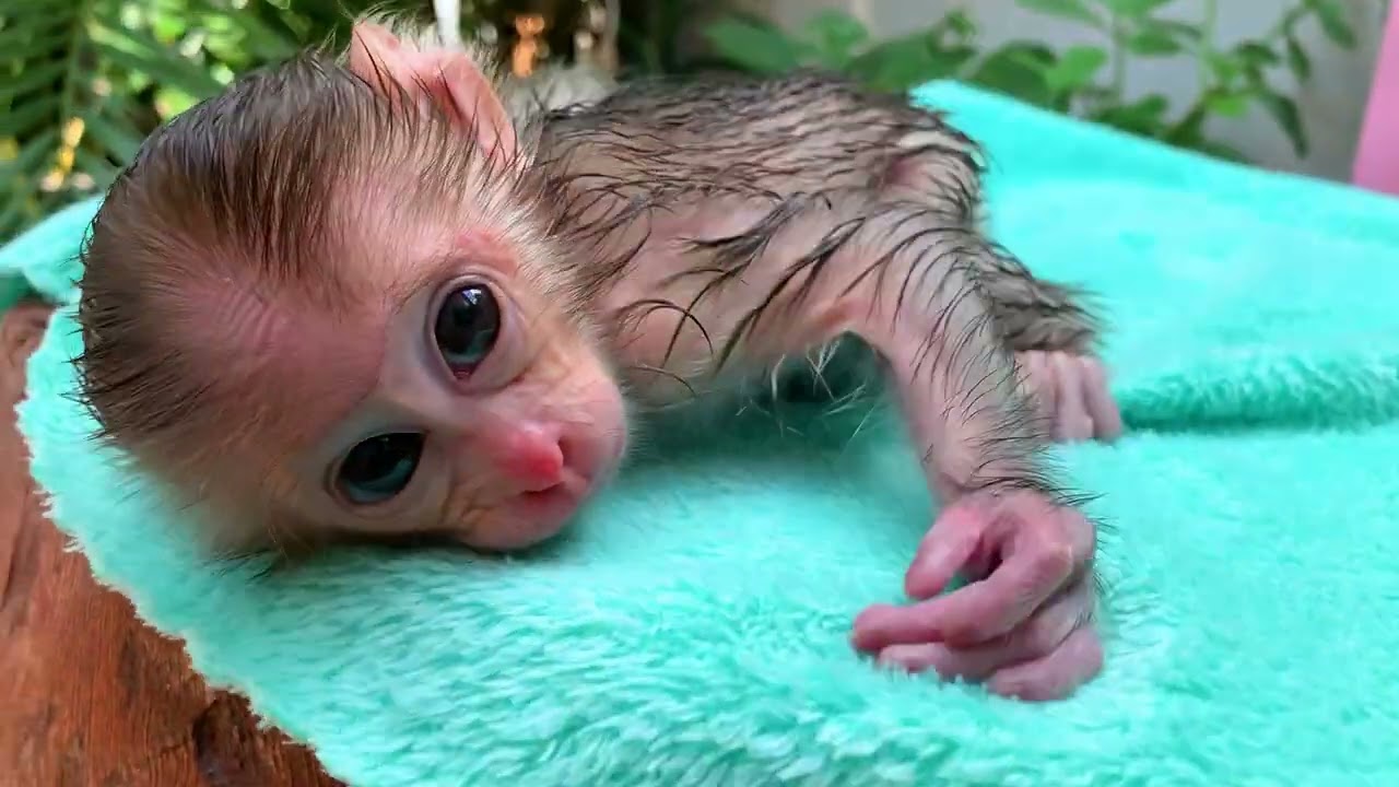 Little Monkey Lovely Bathing