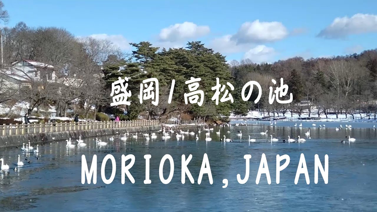 A small lake where swans come, MORIOKA / 盛岡市 高松の池