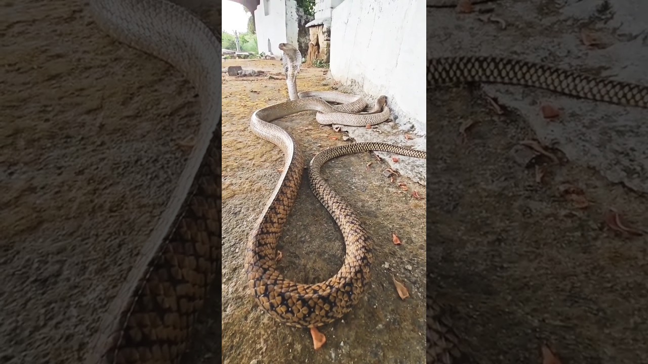 kala cobra dekhni #2024 #trnding #dk comedy vlog#short video#viralshort #