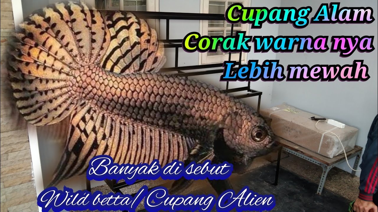 Nih Koleksi Epeng Enjoy 👌