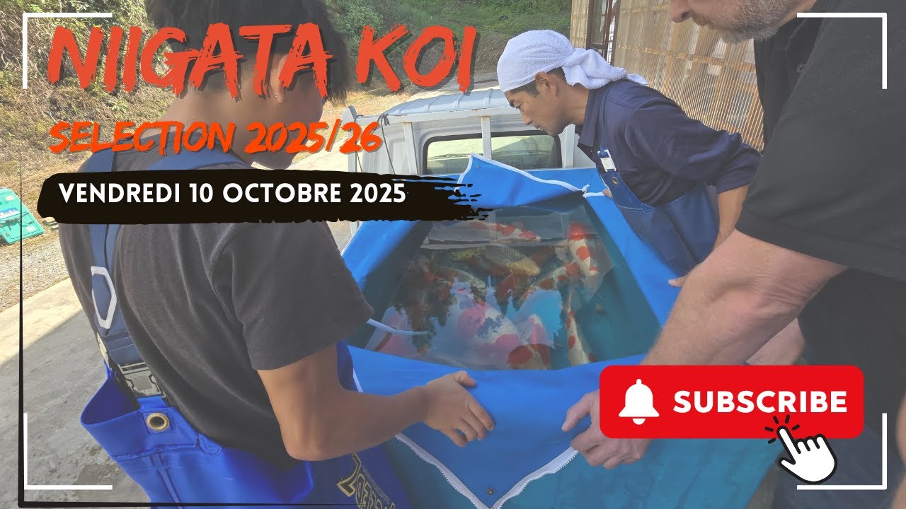 Début de notre aventure au Japon : la sélection des carpes koï 2025/2026
