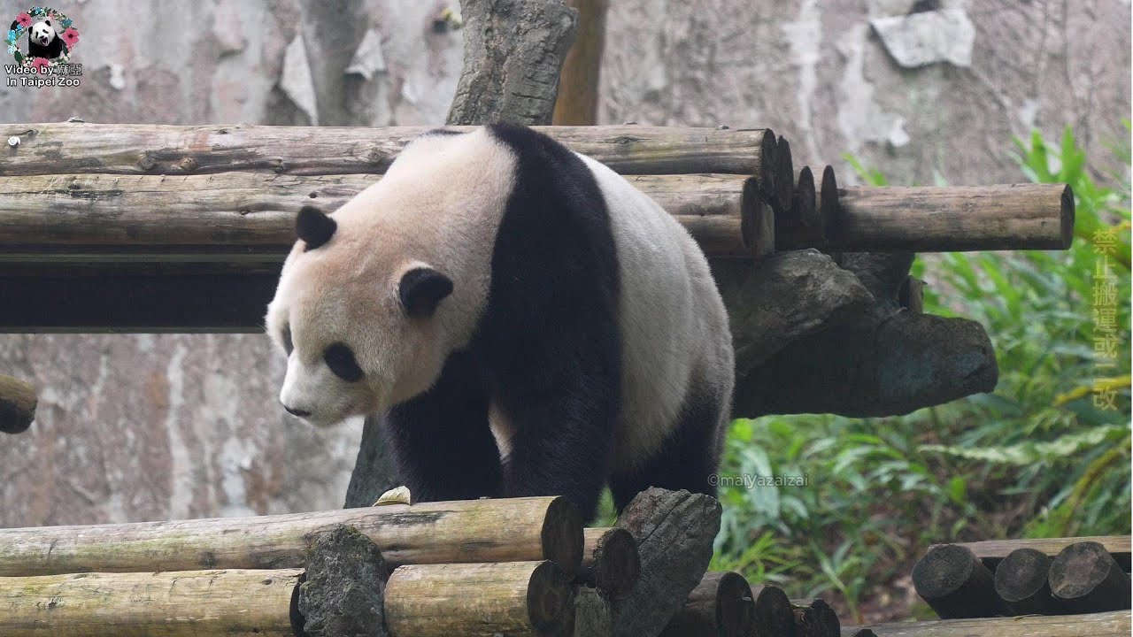 20260131 圓寶早餐竹葉吃多次，意猶未盡上山摘鮮食吃飽，才滿足上棲架小小補眠 The Giant Panda Yuan Bao