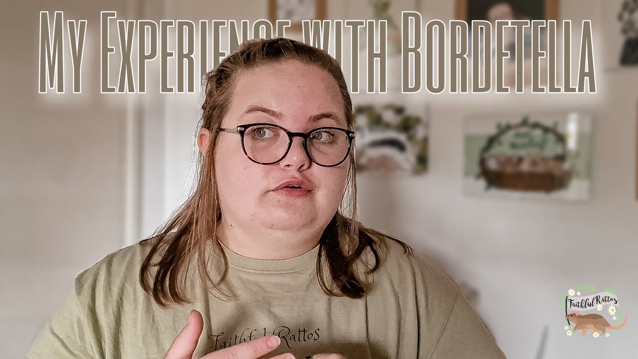 how BORDETELLA nearly WIPED OUT my mischief of RATS😓 | My Rat Keeping Experiences
