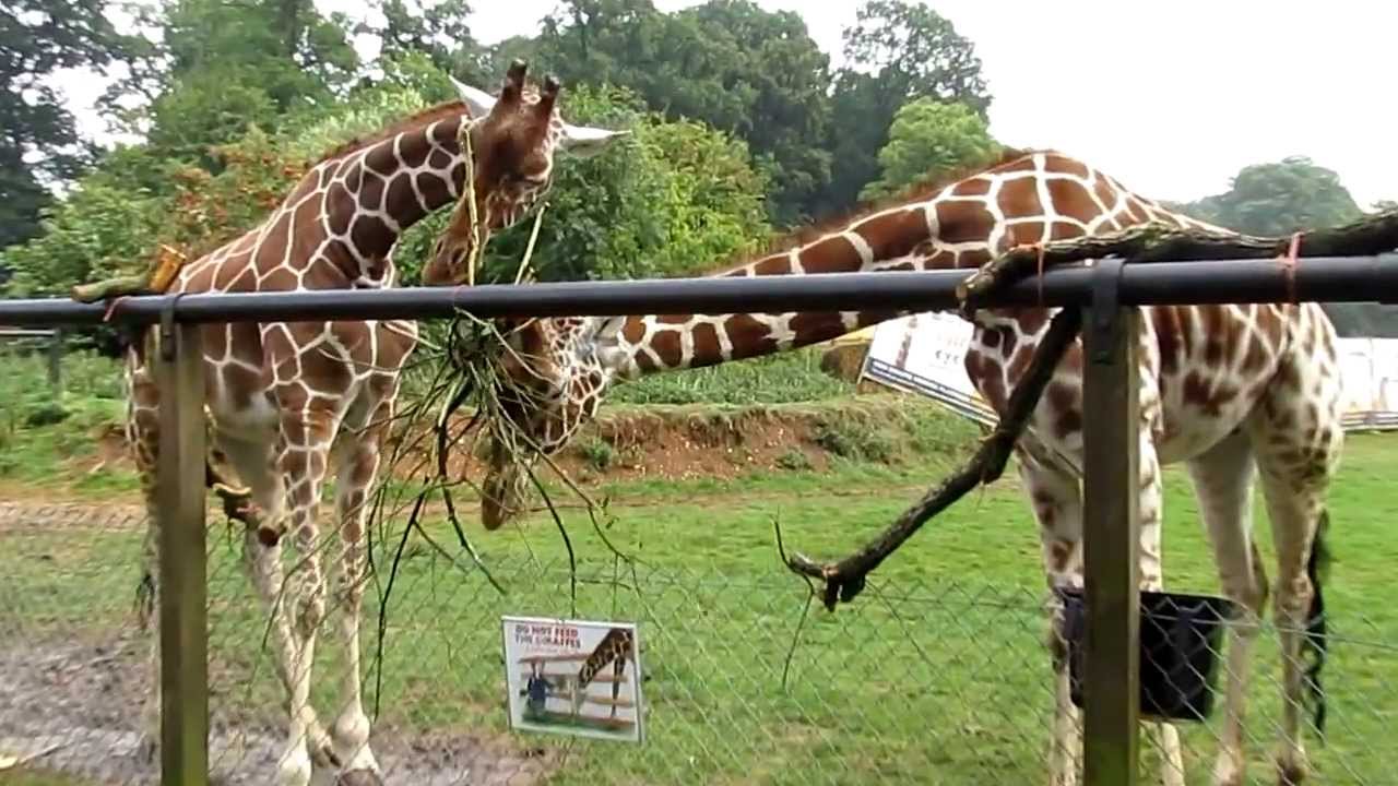 Whipsnade Zoo - 2013
