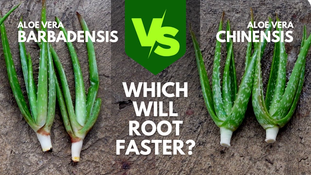 Черенки алоэ вера Barbadensis и Chinensis: какой сорт алоэ вера укоренится быстрее?