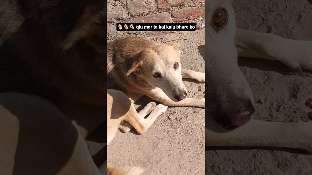 my cute 3 dog 