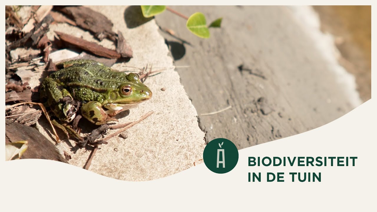 Meer biodiversiteit in de tuin? Zo doe je dat! 🐤 I Tof in den hof #6 I Angelo Dorny