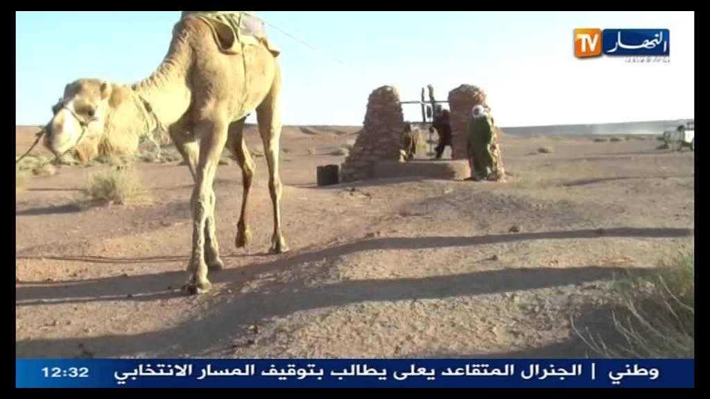 ....نورالدين رحماني  رفع الماء بالجمل في صحراء ولاية البيض بالجزائر