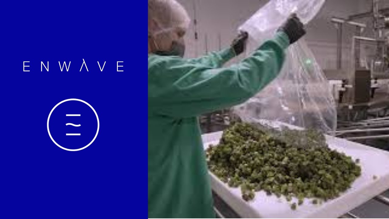 Cannabis Drying Equipment - The Best Alternative to Rack Drying and Freeze Drying - EnWave