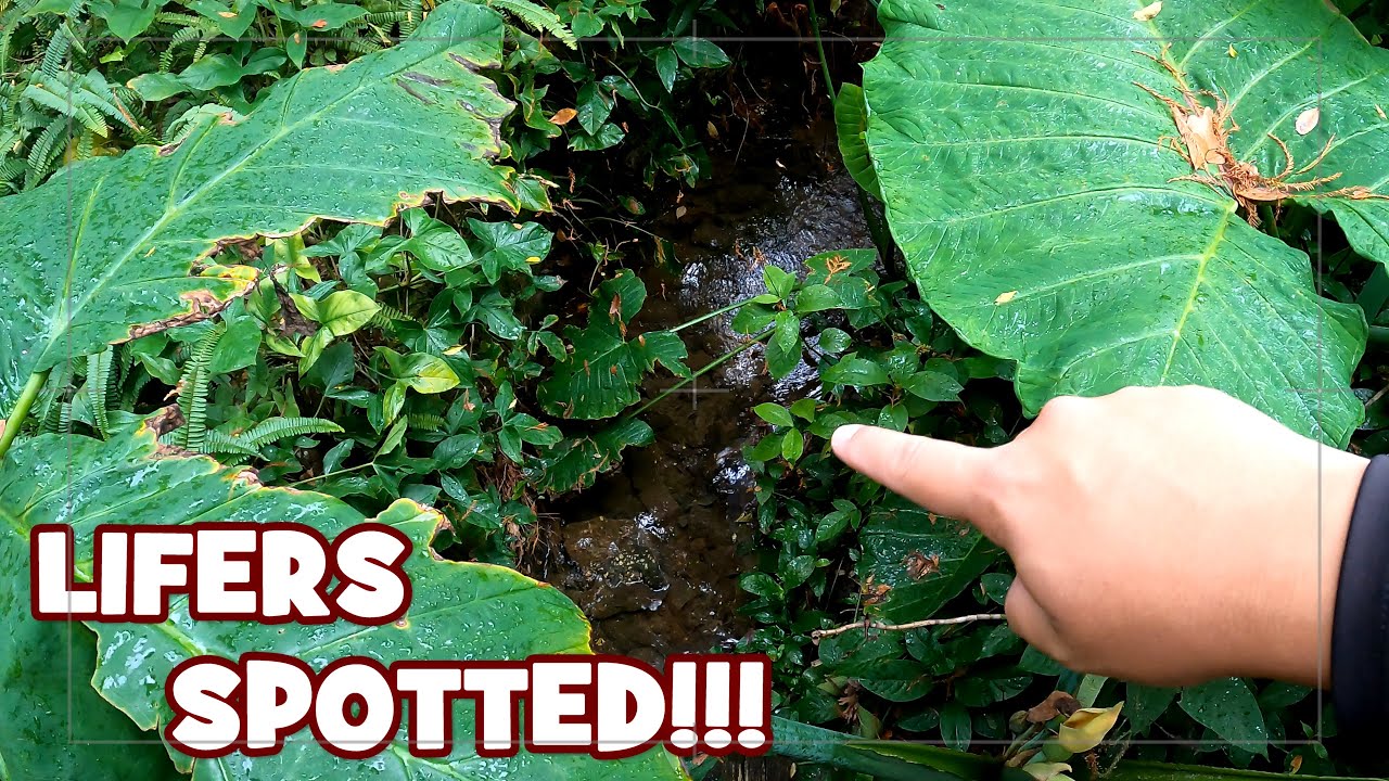 Fishing a TINY URBAN RUN for TINY EXOTIC FISH...!!! [LIFER ALERT]