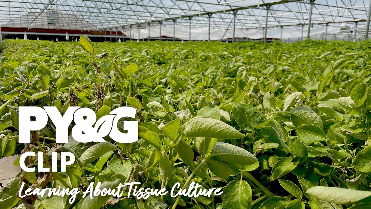 Learning About Tissue Culture | Valley Tissue Culture Spuds | Prairie Yard & Garden 3611